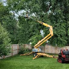 Professional Tree Services in Spring Valley, MN